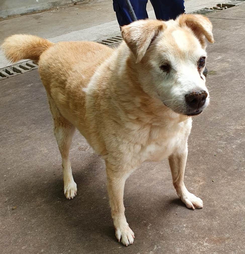 #PraCegoVer: Fotografia do cachorrinho Guinho. Ele é branco e tem o focinho marrom. 